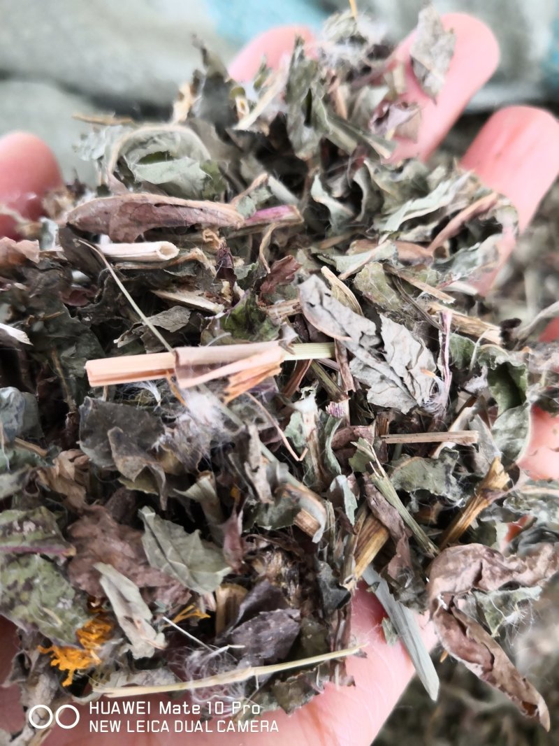 败酱草河北产地直销量大从优欢迎选购