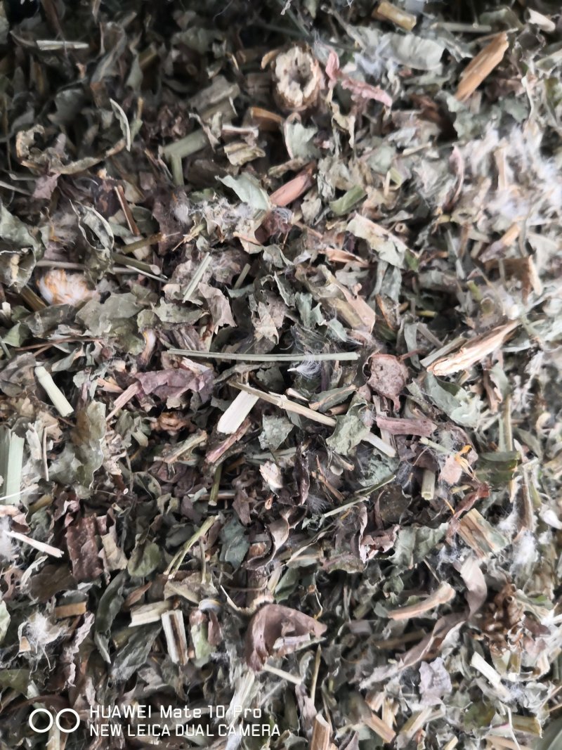 败酱草河北产地直销量大从优欢迎选购