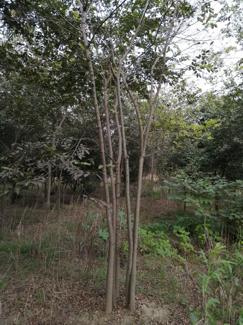 朴树（小叶朴）