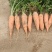 三红胡萝卜