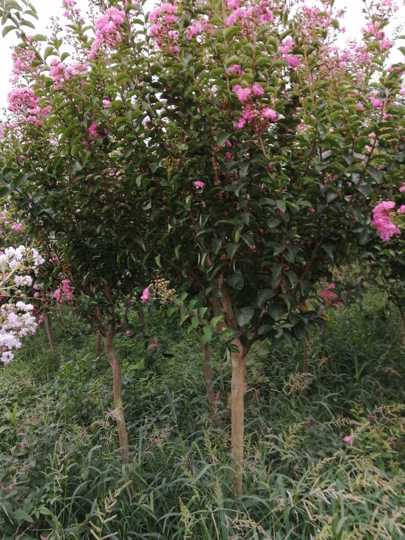 红花紫薇
