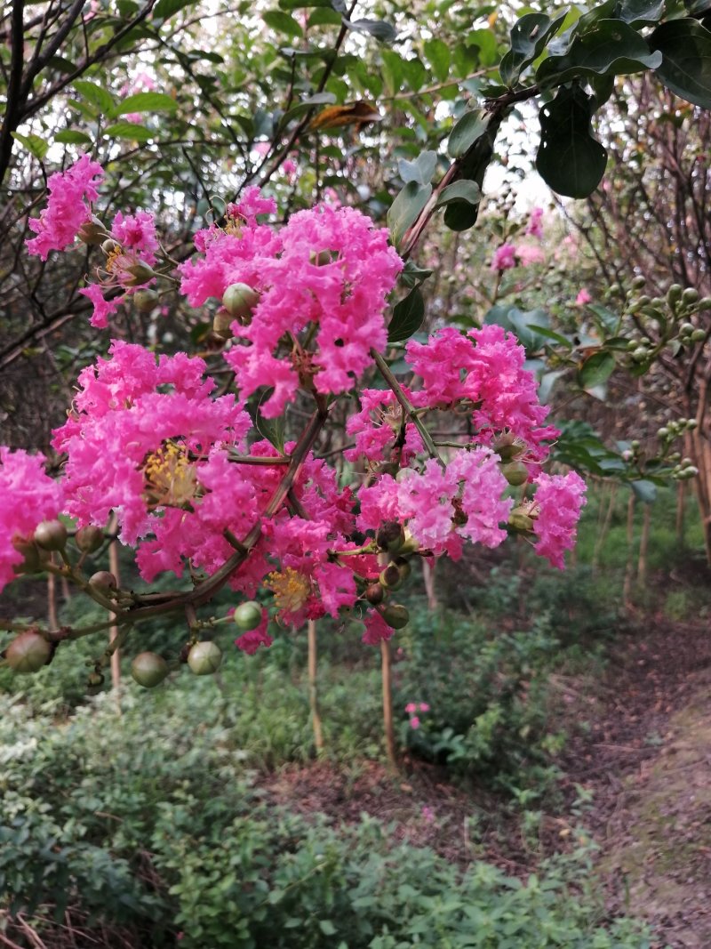 红花紫薇