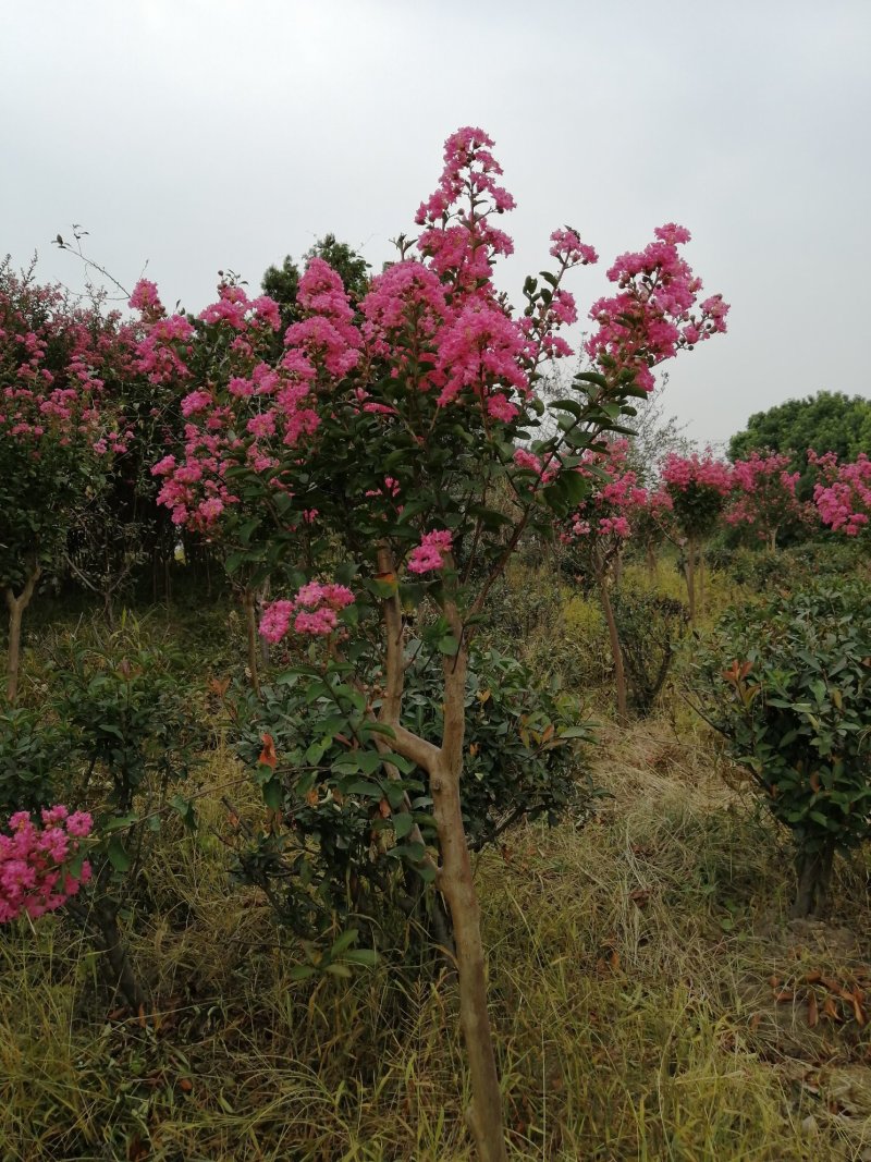 红花紫薇