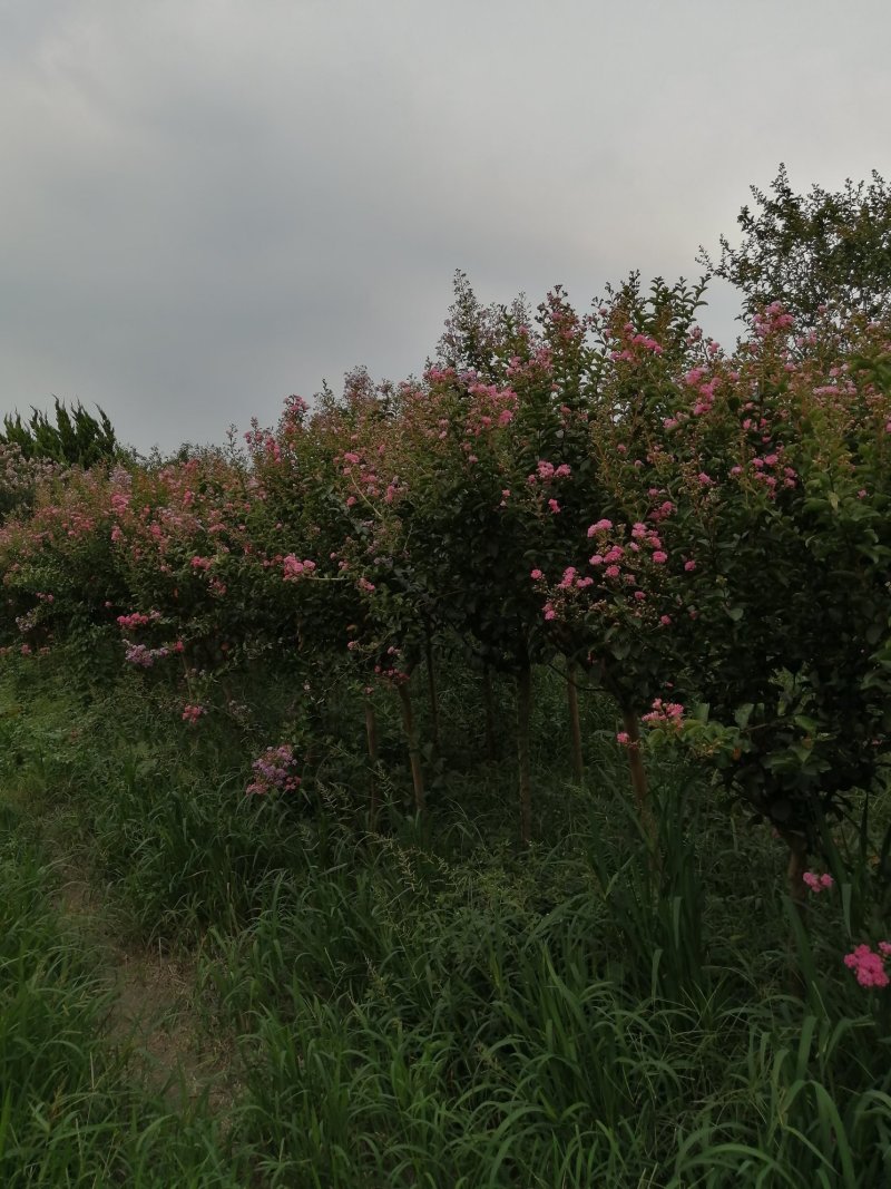 红花紫薇