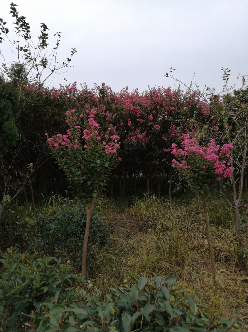 红花紫薇