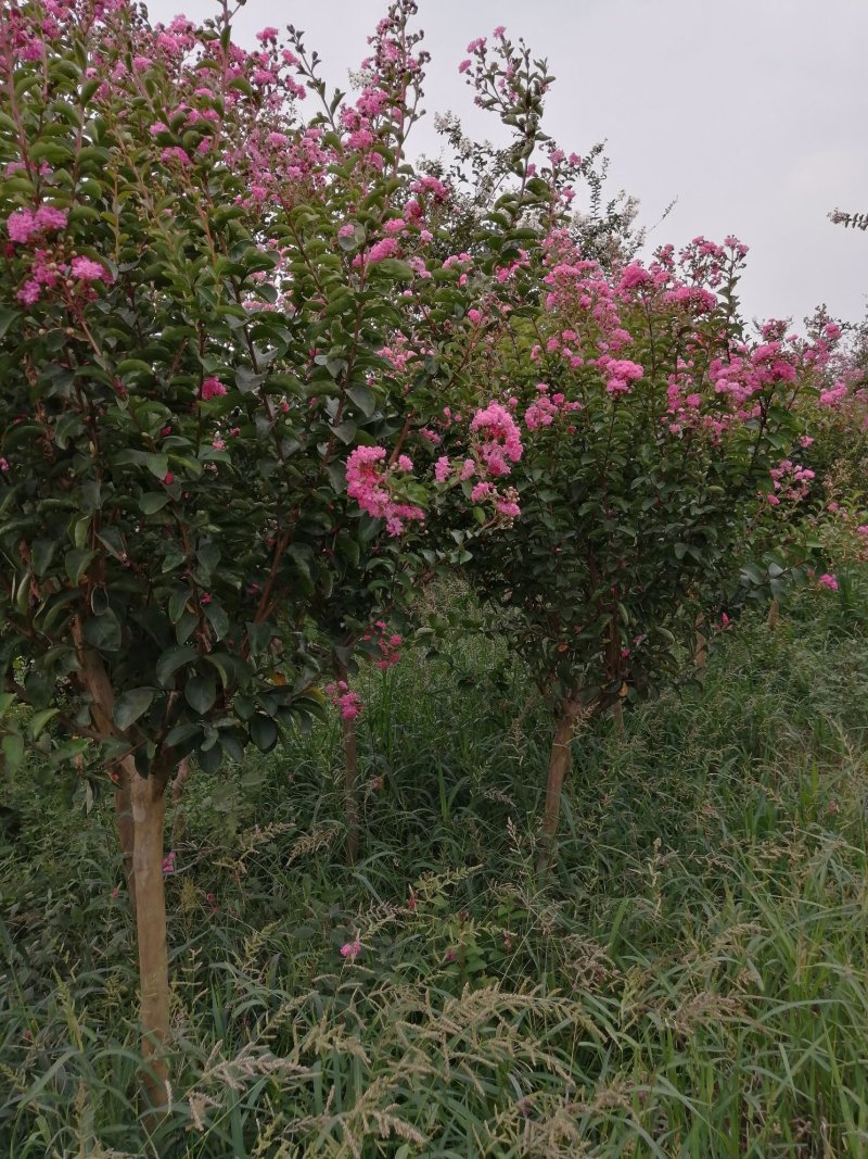 红花紫薇