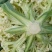 白面青梗松花菜2斤松散米黄，代发全国，市场，加工厂