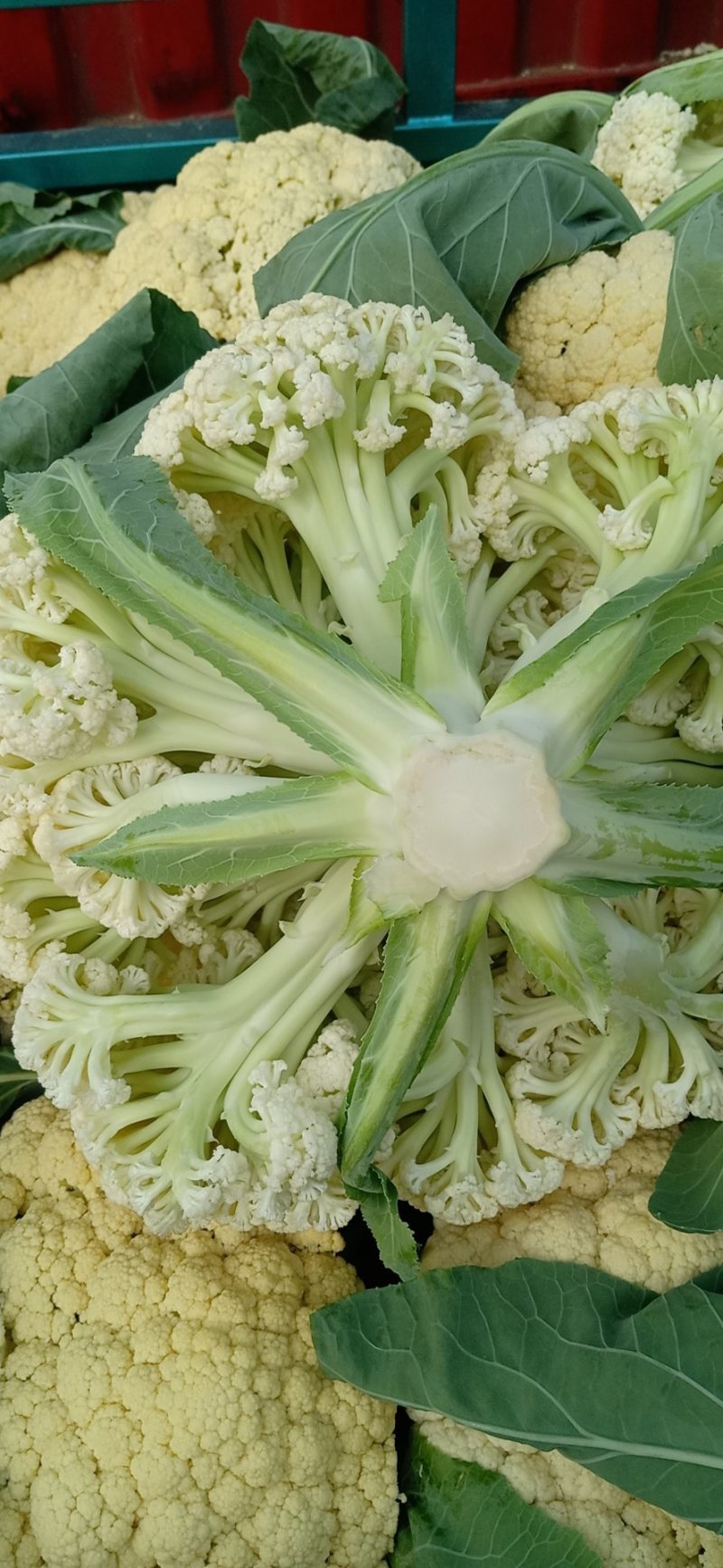白面青梗松花菜2斤松散米黄，代发全国，市场，加工厂