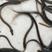 本场大量出售鳗鱼欧洲鳗日本鳗花鳗鱼苗快大生猛