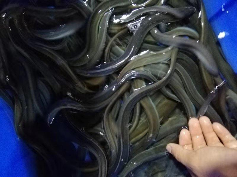 本场大量出售鳗鱼欧洲鳗日本鳗花鳗鱼苗快大生猛