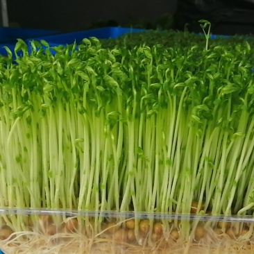 豌豆苗