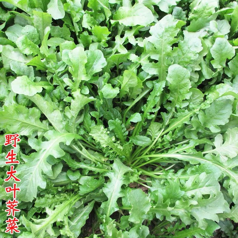 荠菜种子野菜种子阳台蔬菜