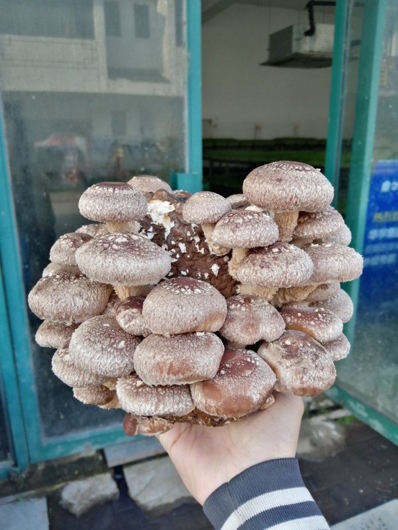 活体香菇