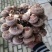 活体香菇