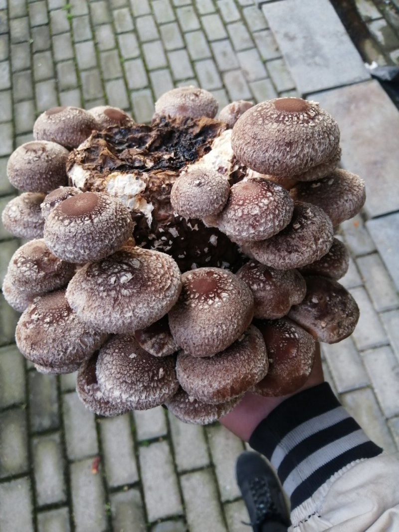 活体香菇