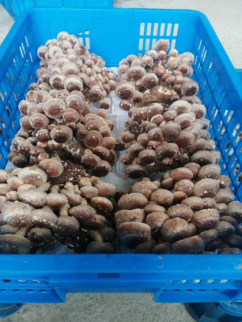 活体香菇