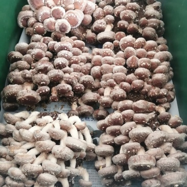 活体香菇