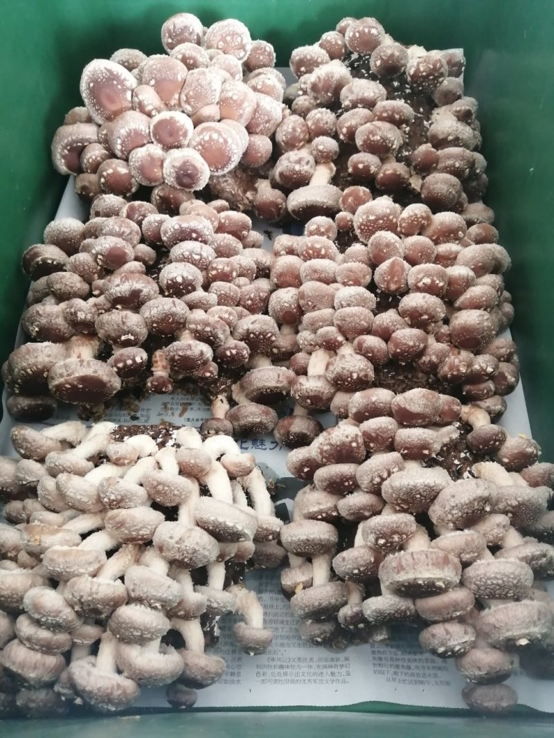 活体香菇