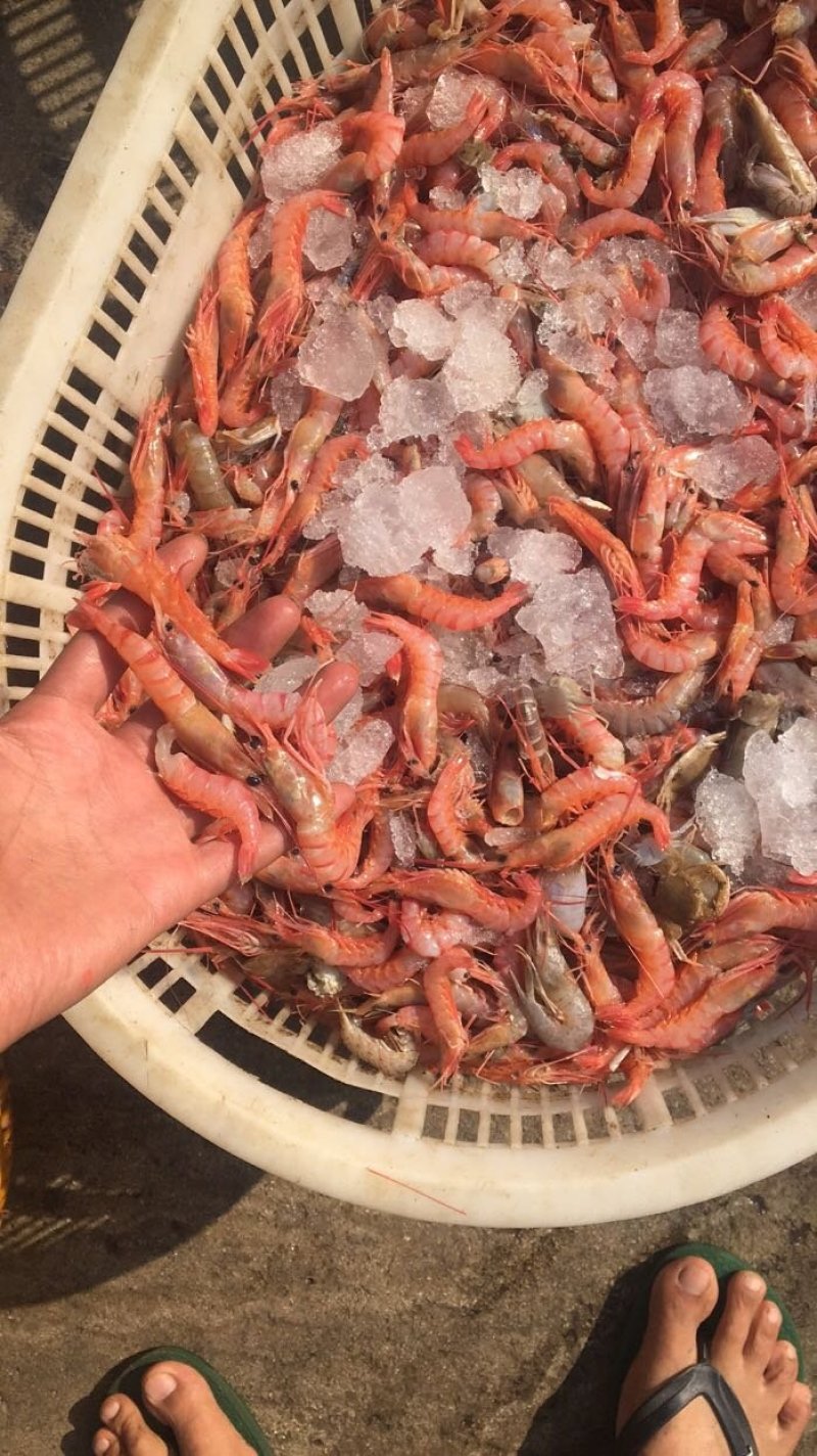红虾