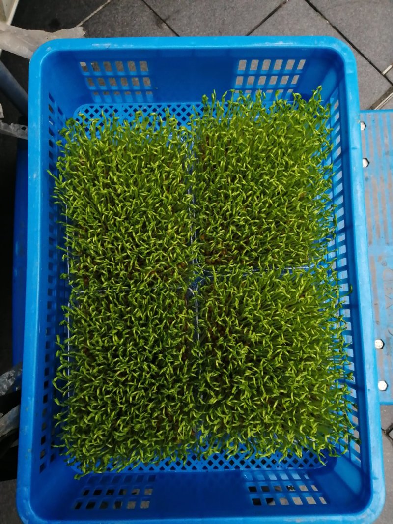 豌豆苗