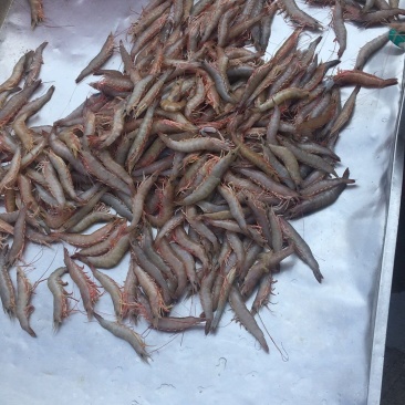 麻虾