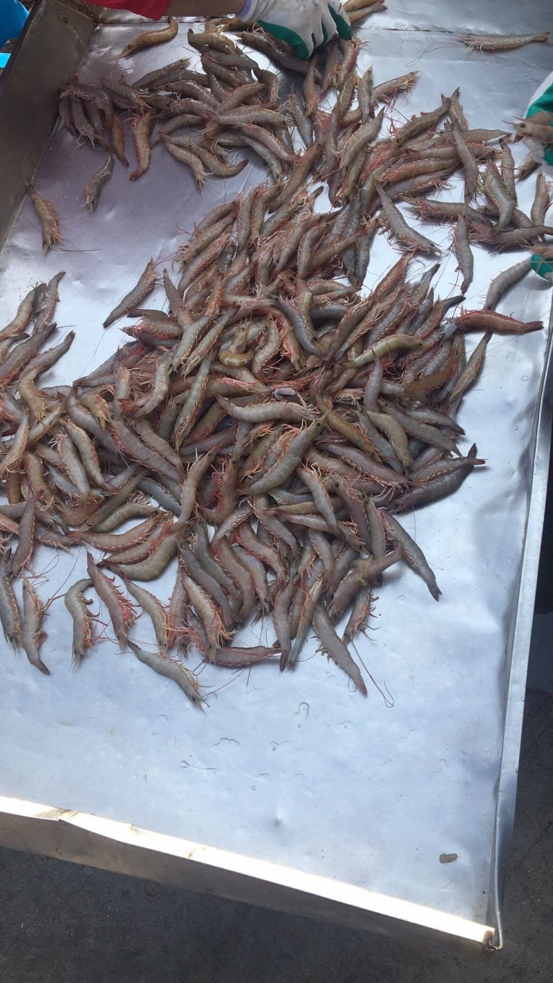 麻虾