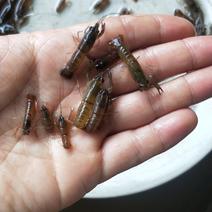 澳洲龙虾苗淡水小青龙虾苗批发价格保质保量