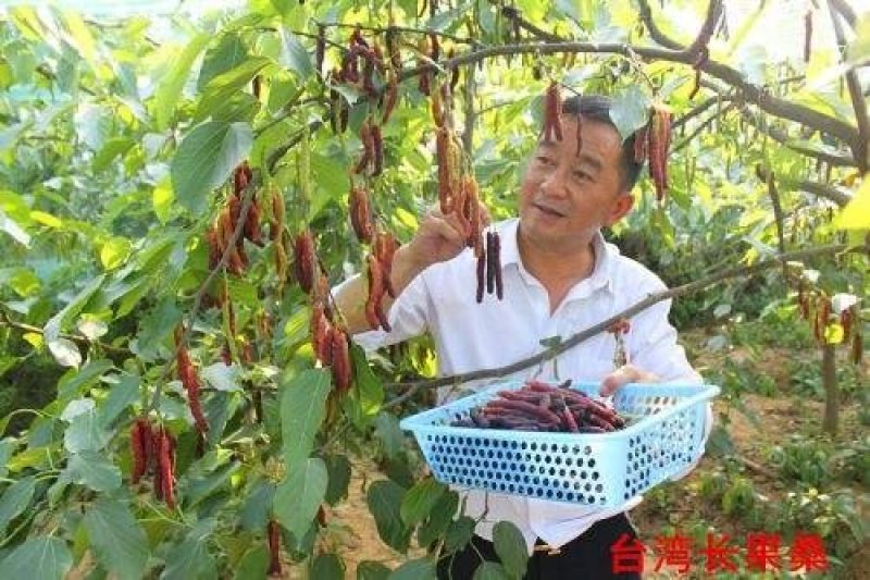 桑树苗~台湾长果桑苗~含糖量高~经济价值高假一赔十免费提