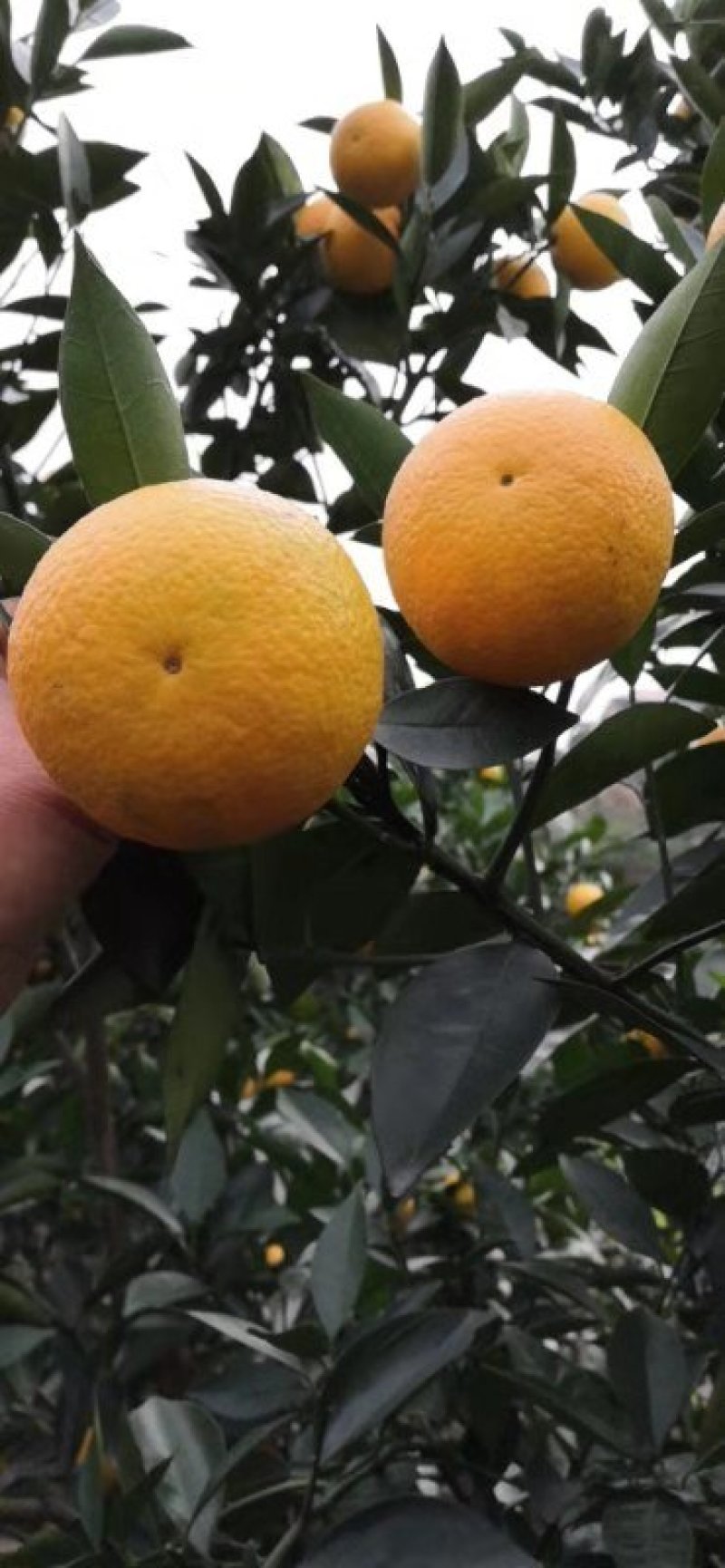 蜜香橙桂林蜜香橙广西蜜香橙，代收代发广西