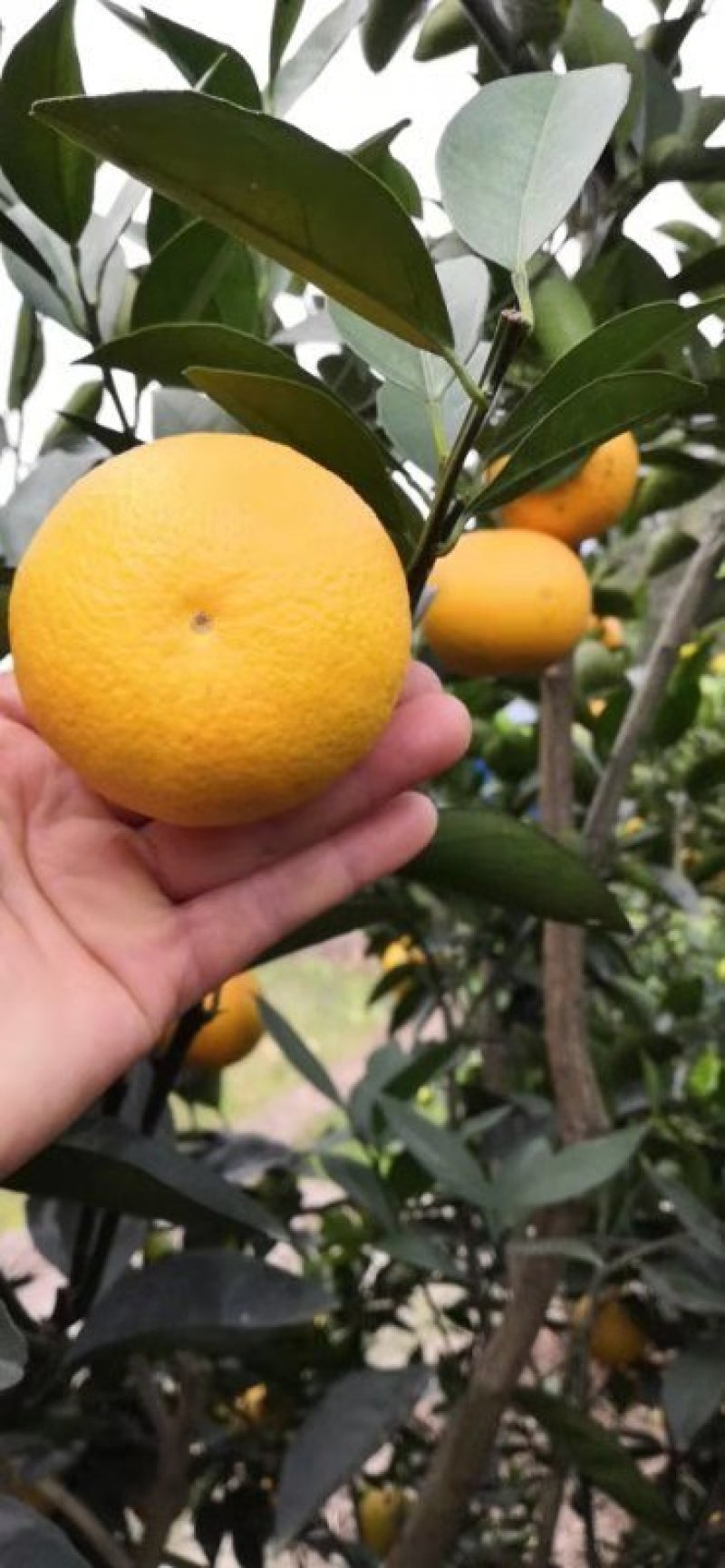 蜜香橙桂林蜜香橙广西蜜香橙，代收代发广西