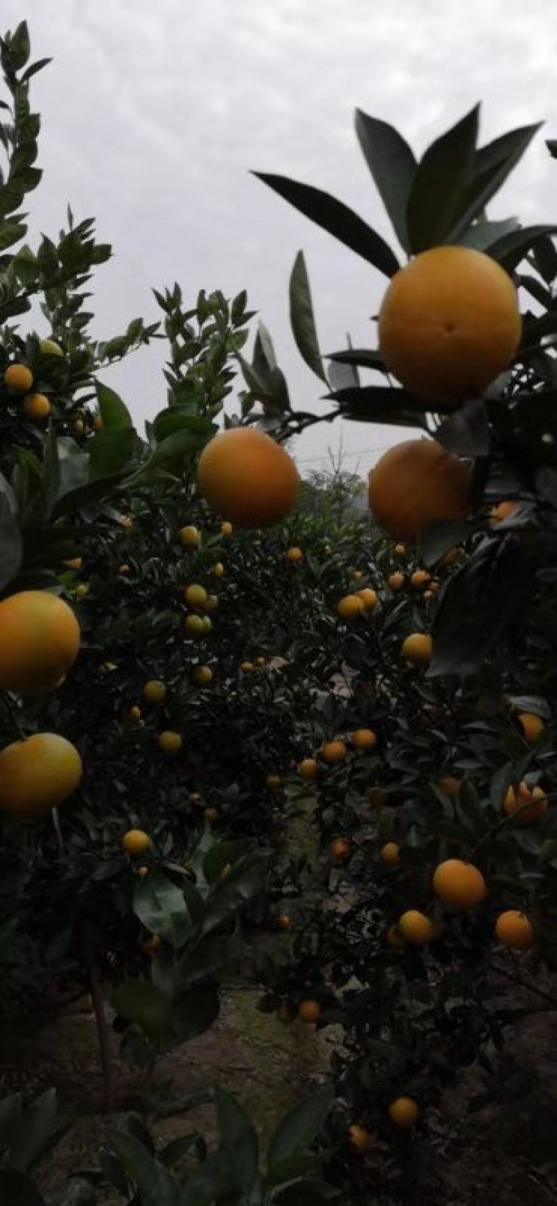 蜜香橙桂林蜜香橙广西蜜香橙，代收代发广西