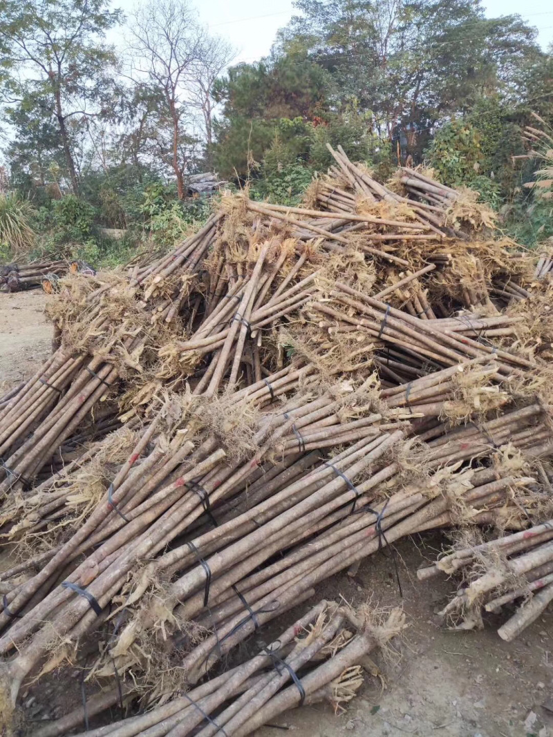 桂花树：袋苗、地苗、容器苗、占地桂花出售，面议详谈