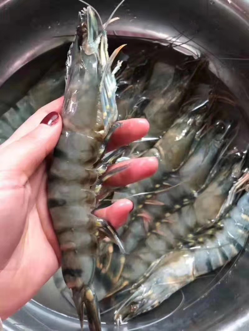 高品质产品野生黑虎虾