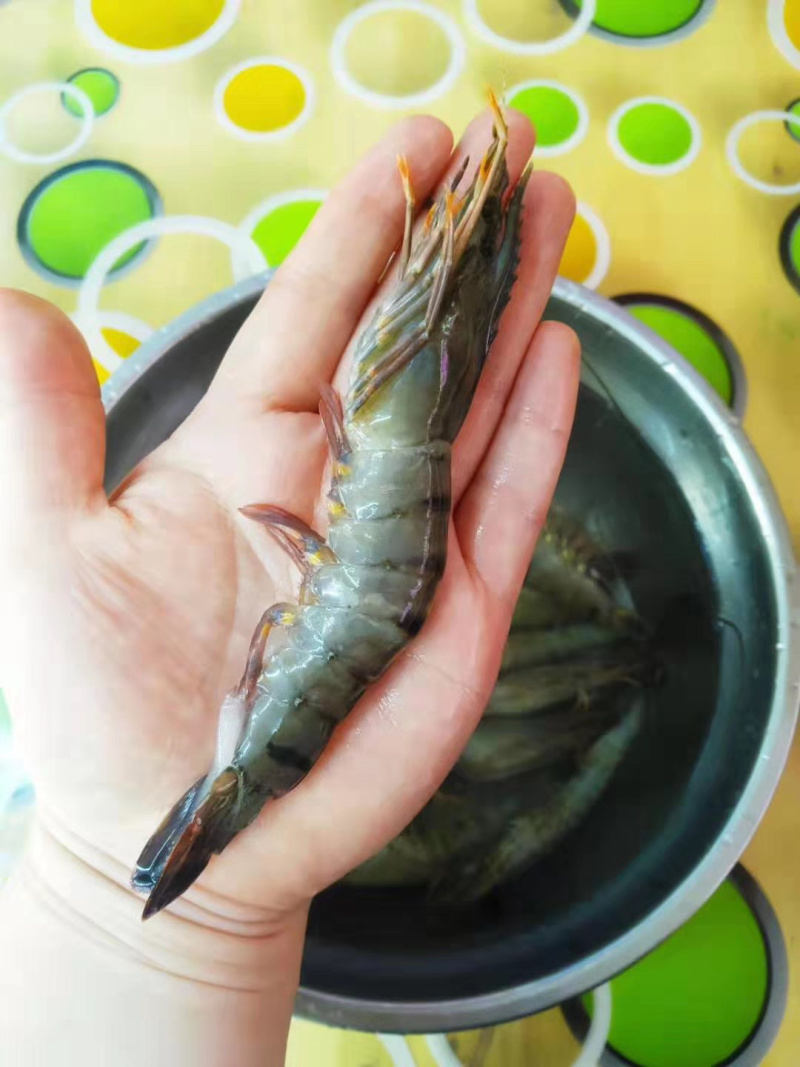 高品质产品野生黑虎虾