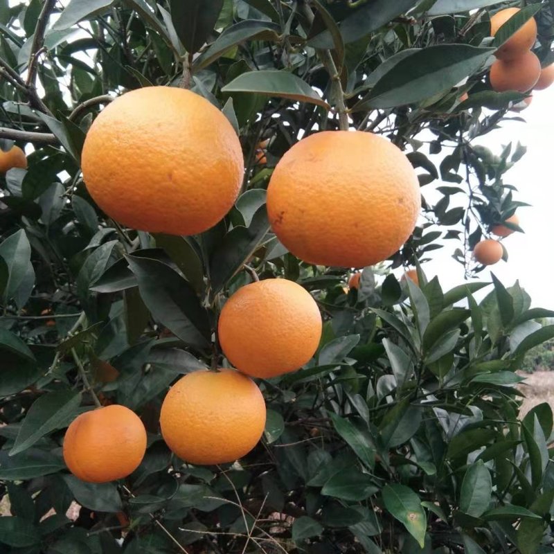 桂林蜜香橙广西蜜香橙，代收代发