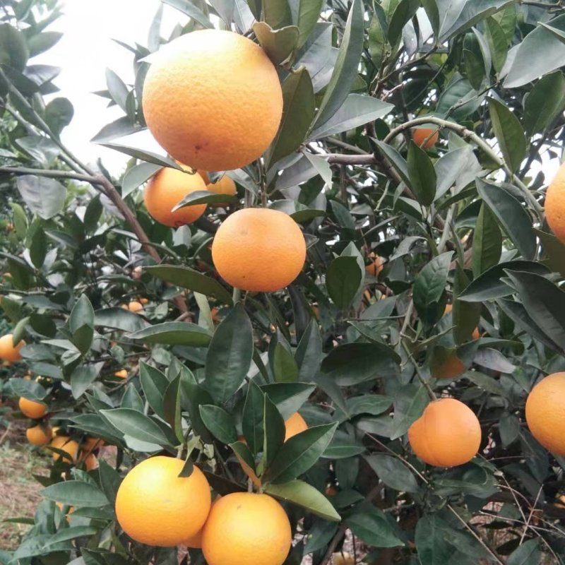 桂林蜜香橙广西蜜香橙，代收代发