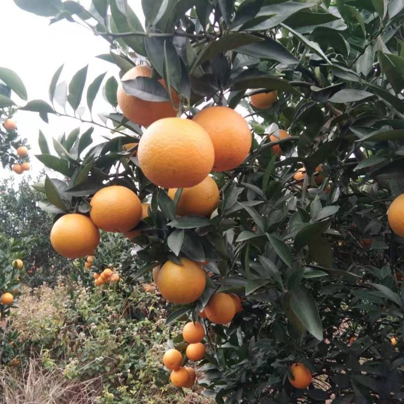 桂林蜜香橙广西蜜香橙，代收代发