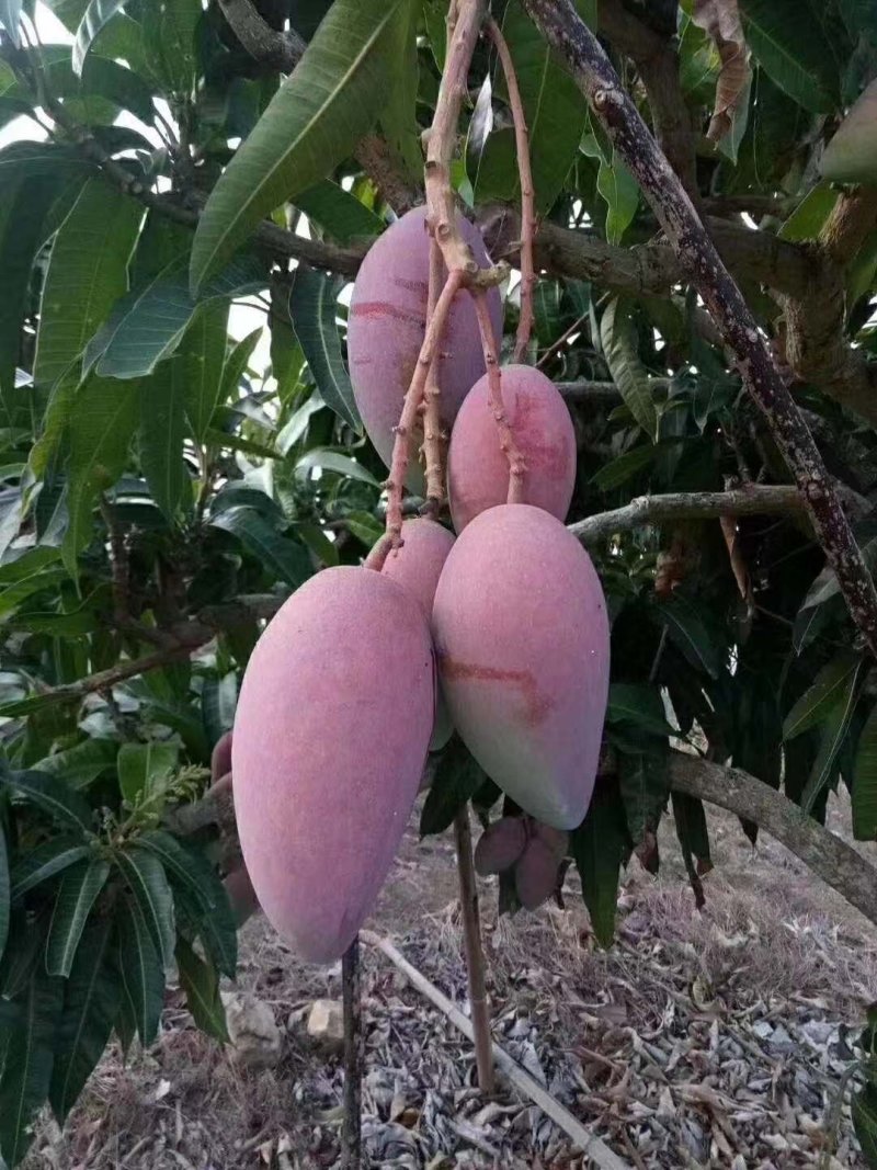 海南贵妃芒，质量保证