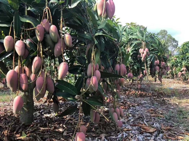 海南贵妃芒，质量保证