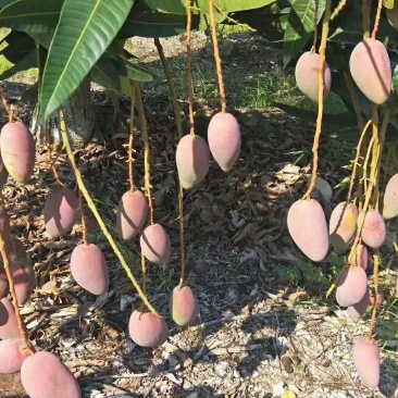 海南贵妃芒，质量保证