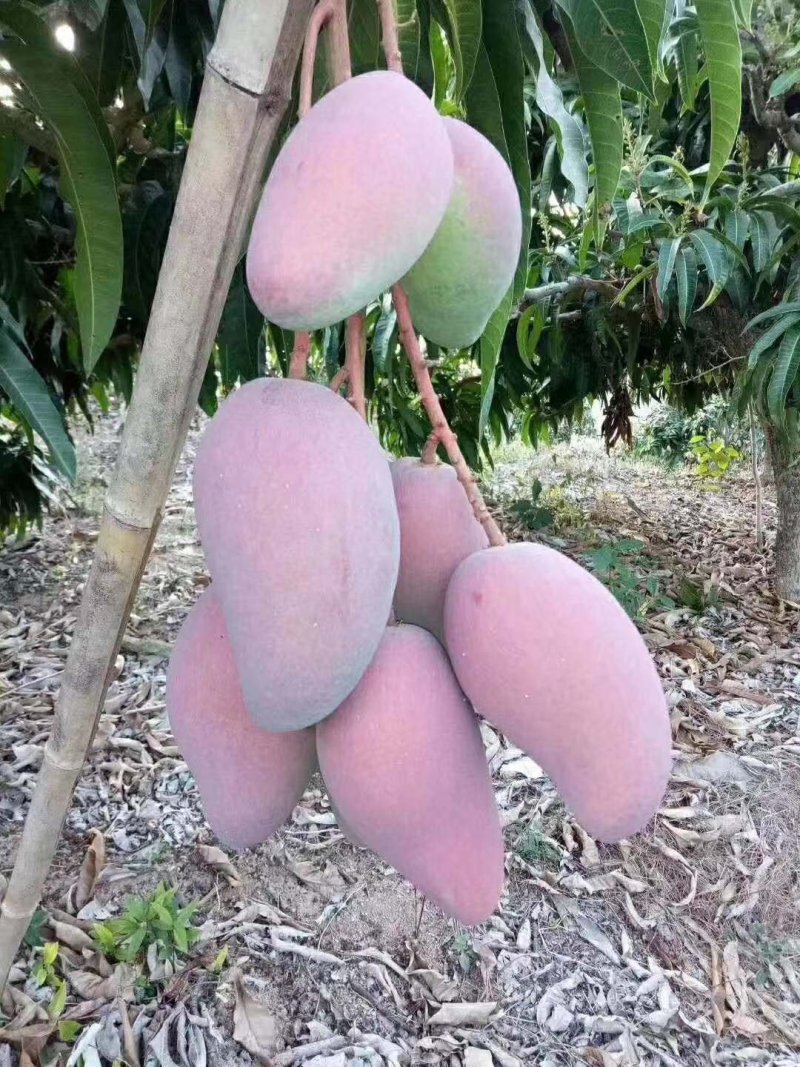 海南贵妃芒，质量保证