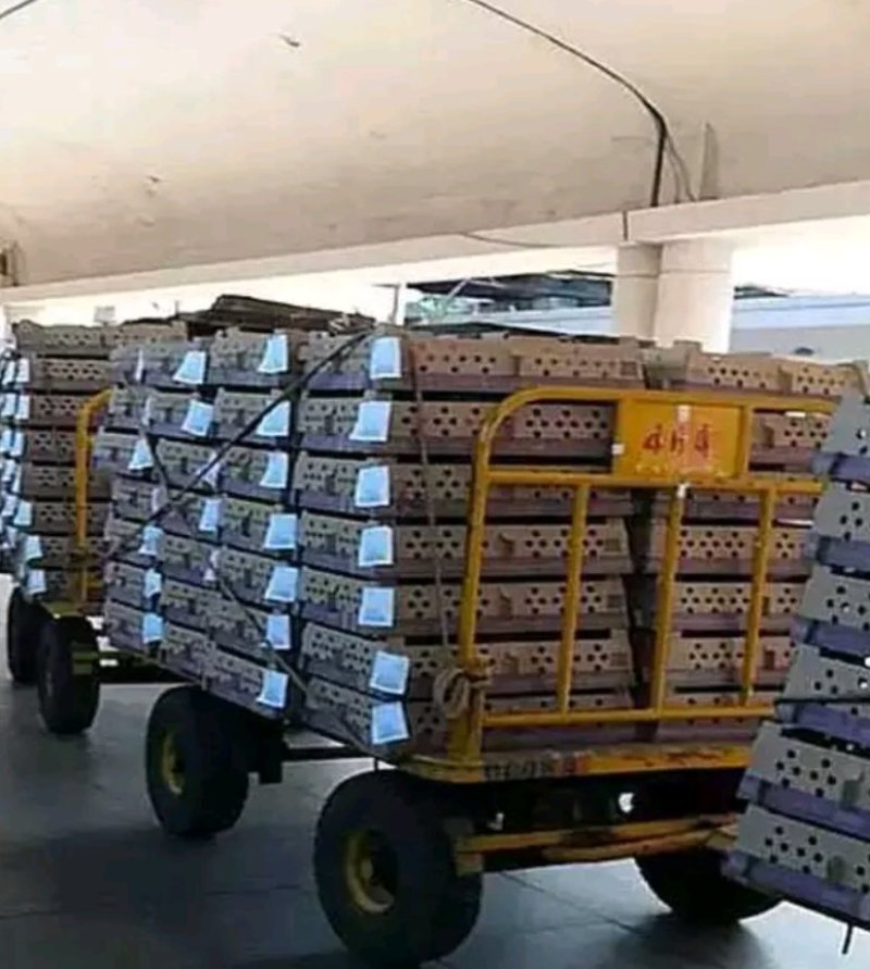 五黑绿壳蛋鸡苗原生态蛋鸡苗(黑乌鸡苗)全国发货