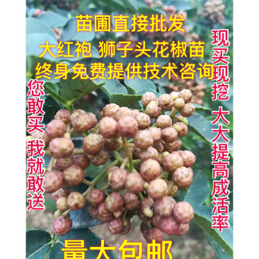 正品花椒苗大红袍狮子头产地直销免费提供种植技术
