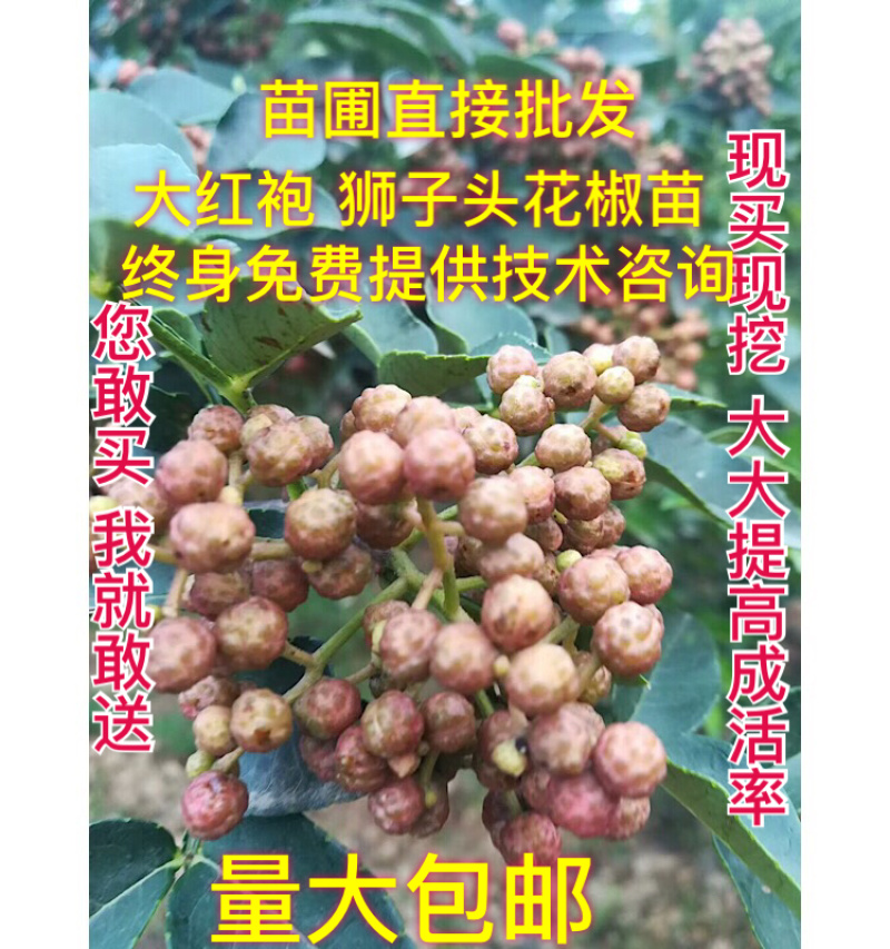 正品花椒苗大红袍狮子头产地直销免费提供种植技术