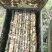 龙眼蜜