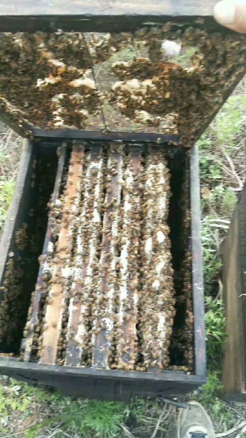 龙眼蜜