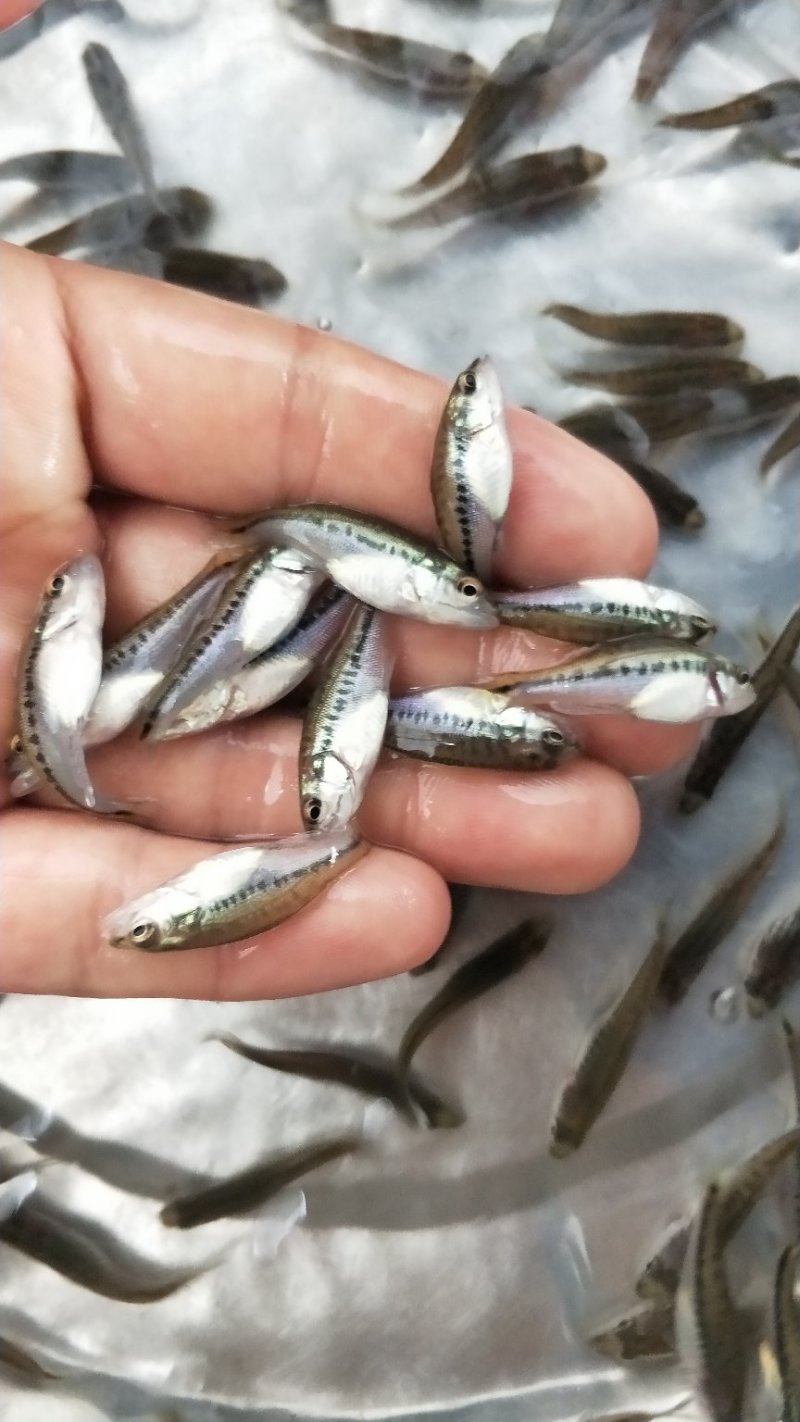 大量孵化优质加州鲈鱼苗抗病力强包驯化出售