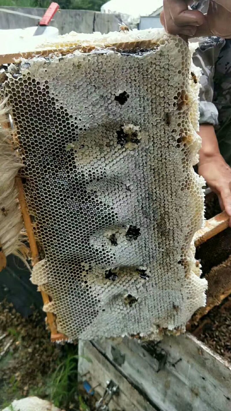 龙眼蜜