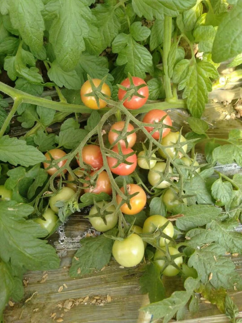 【推荐】小红果，贝贝圣女果，基地种植超市，加工厂优选