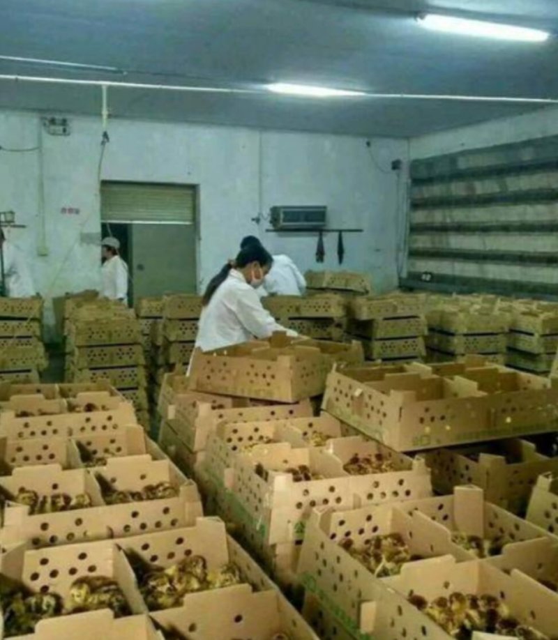 (纯良)好货良凤花/金陵花鸡苗快大型孵化场直销